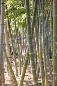 パーソナルジムとエステ、どちらが効果的なのか？